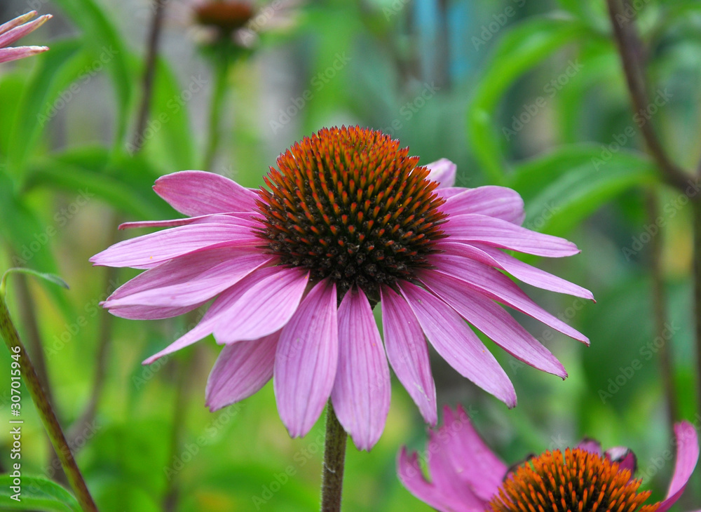 Bloom in nature Echinacea purpurea Bloom in nature Echinacea purpurea