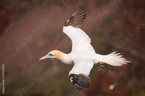 Morus bassanus, Northern gannet The bird is flying in nice natural environment nesting colony in the island Helgoland. Colored cliffs  In the backgroud. Wildlife scene from Europe.. © Petr Šimon