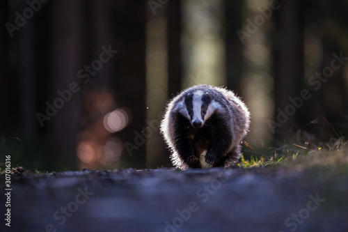 European badger, Meles meles is in the forest, interesting soft light
