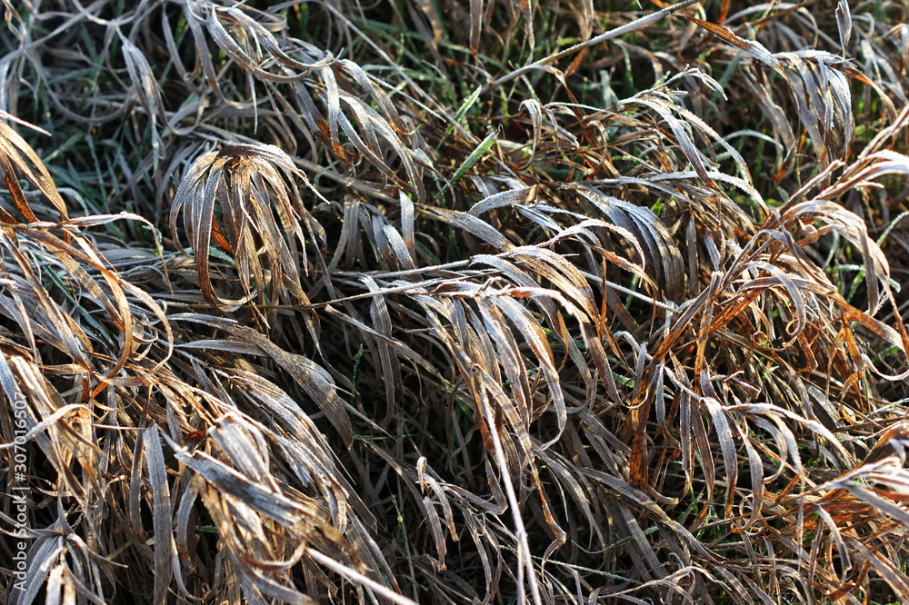 Dry grass in winter forest covered with hoarfrost close up Dry grass in winter forest covered with hoarfrost close up