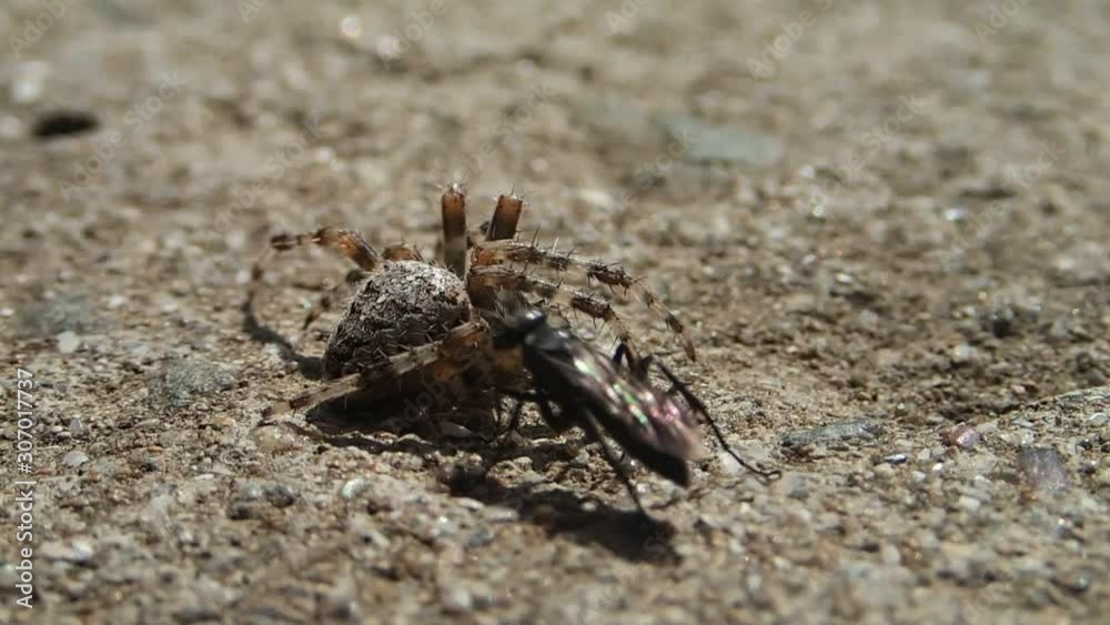 Black wasp and its prey
