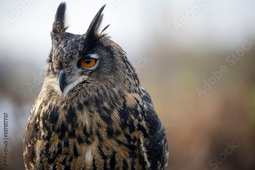 Portrait of a horned owl