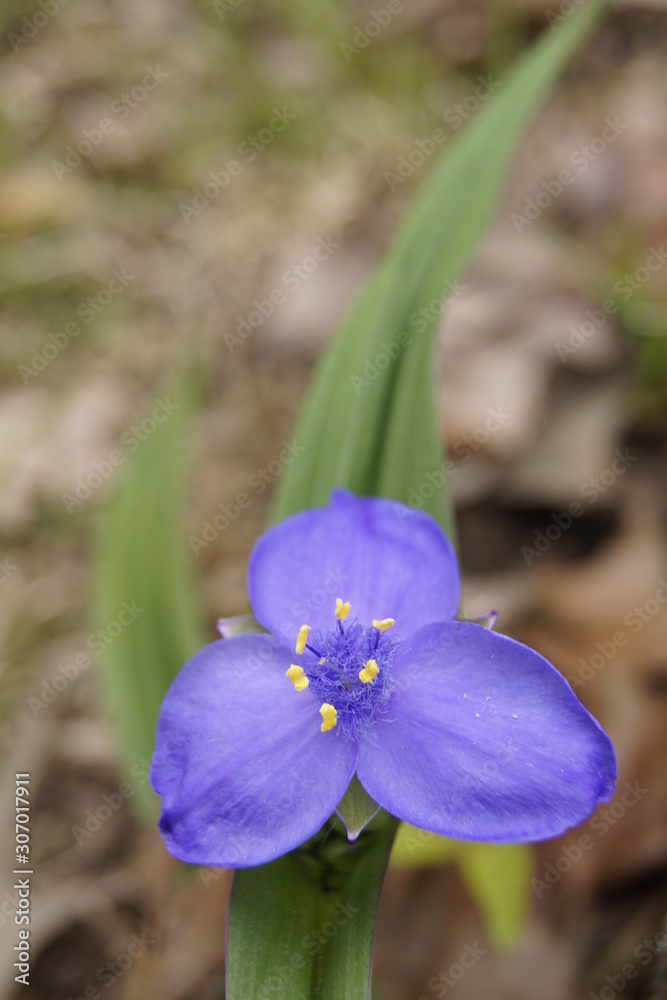 blue flower in the garden blue flower in the garden