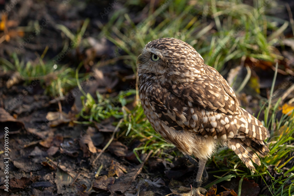 Barn owl on the ground Barn owl on the ground