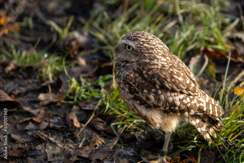 Barn owl on the ground © Karin