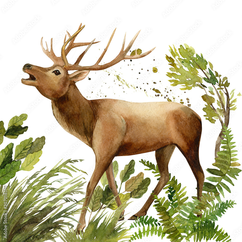 Obraz zwierzęta leśne, jeleń na na białym tle, akwarela ilustracja