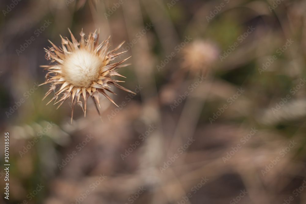 Brown flower with unfocused background Brown flower with unfocused background