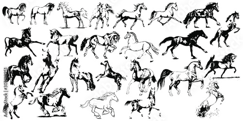 Hand drawn horse. Vector isolated on a transparent background.
