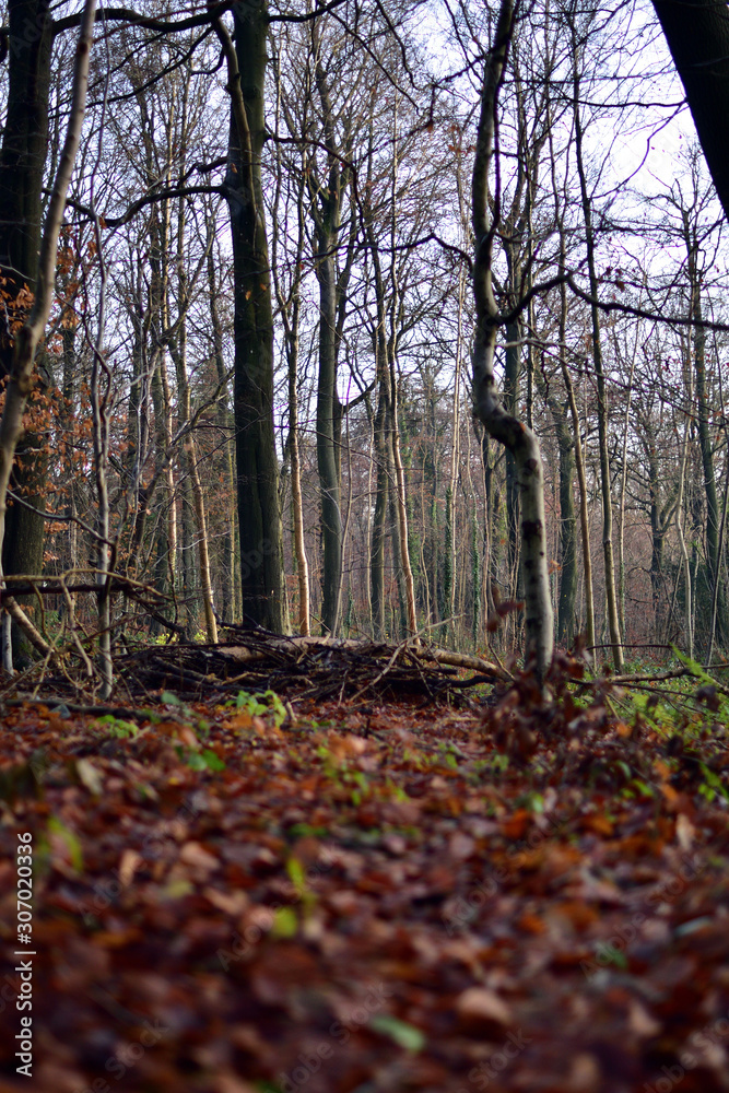Ground level view of trees in a woodland in Gloucestershire.