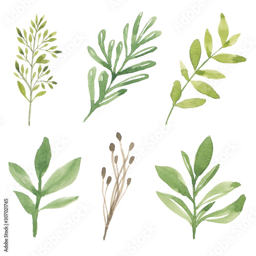 Watercolor green foliage element illustration collection