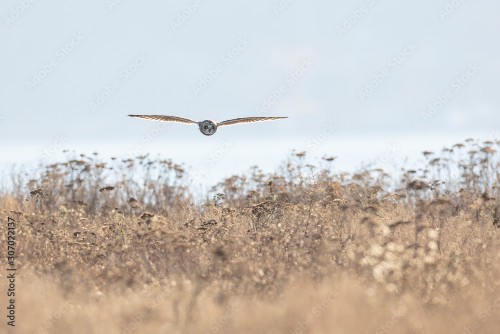 Short eared owl