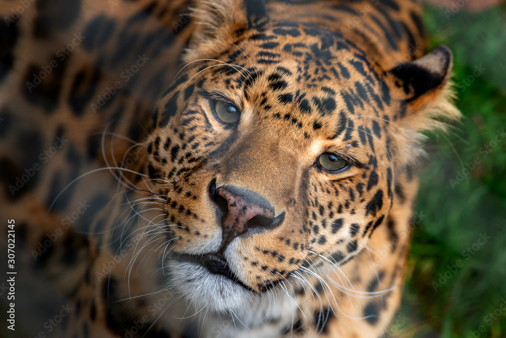 Leopard Portrait