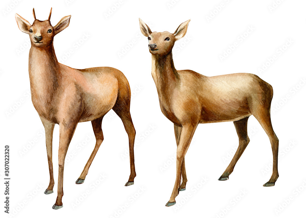forest animals, deer on an isolated white background, watercolor illustration forest animals, deer on an isolated white background, watercolor illustration