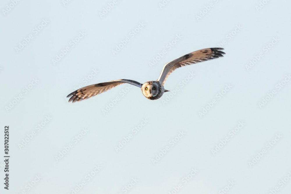Short eared owl Short eared owl