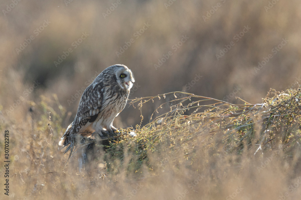 Short eared owl Short eared owl