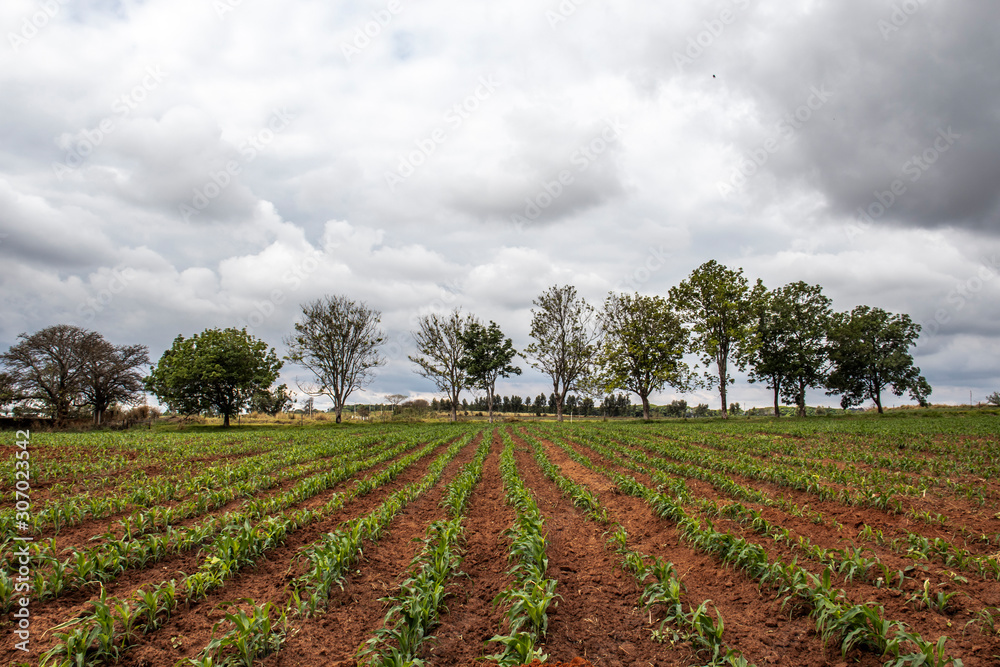 Obraz premium little corn field in Brazil