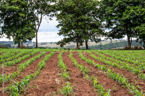 little corn field in Brazil