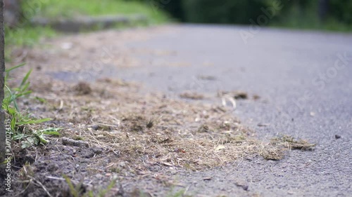 Wallpaper Mural Chien Poppy prends sa balle Torontodigital.ca
