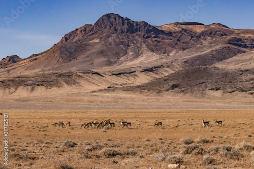 Pronghorns in the Desert