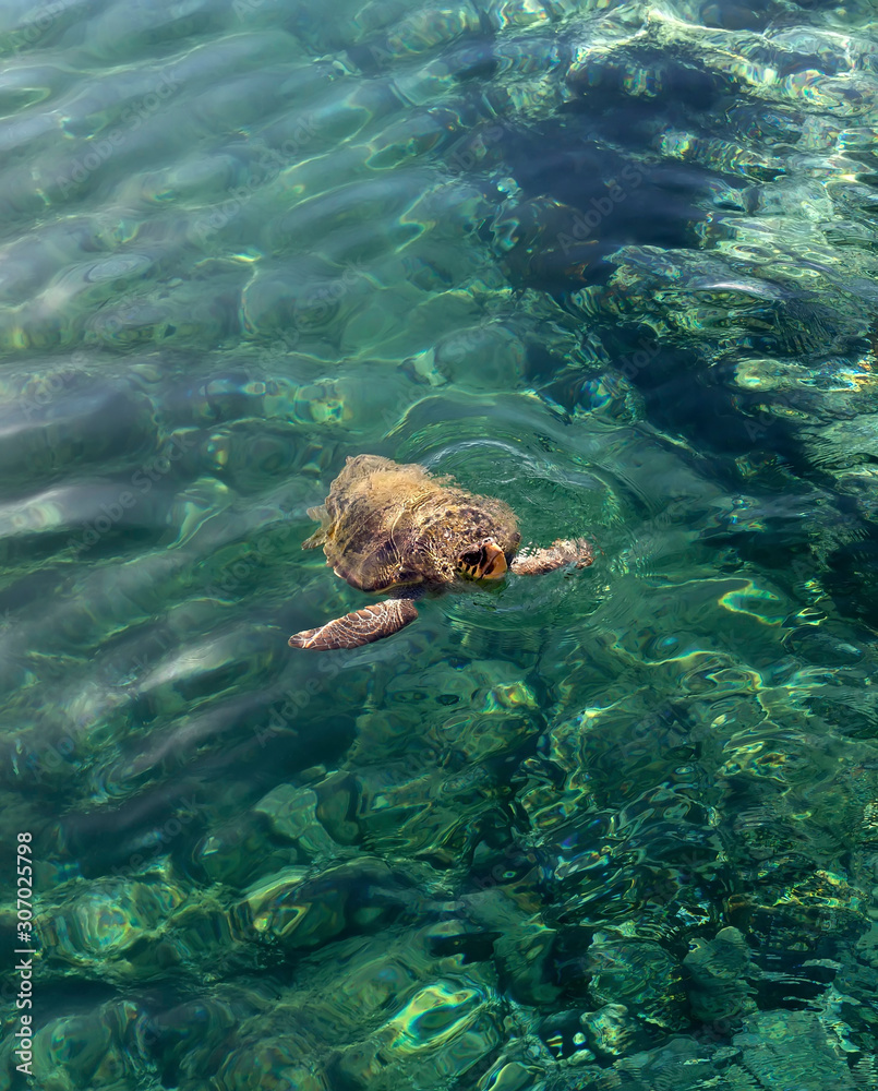 The large turtle (Caretta caretta) swimming in the sea