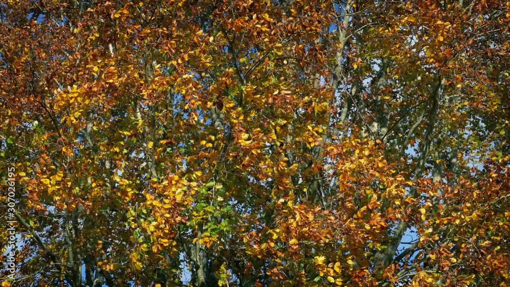 Autumnal Trees With Bright Colors Autumnal Trees With Bright Colors