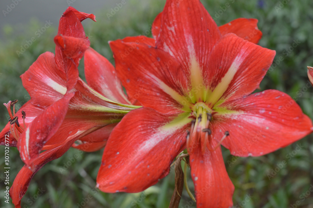 red lilies red lilies