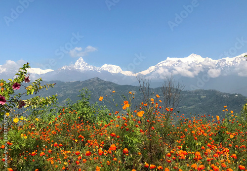 Orange blossom flowers garden with Annapurna range on background with famous Machapuchare 6993m mountain.