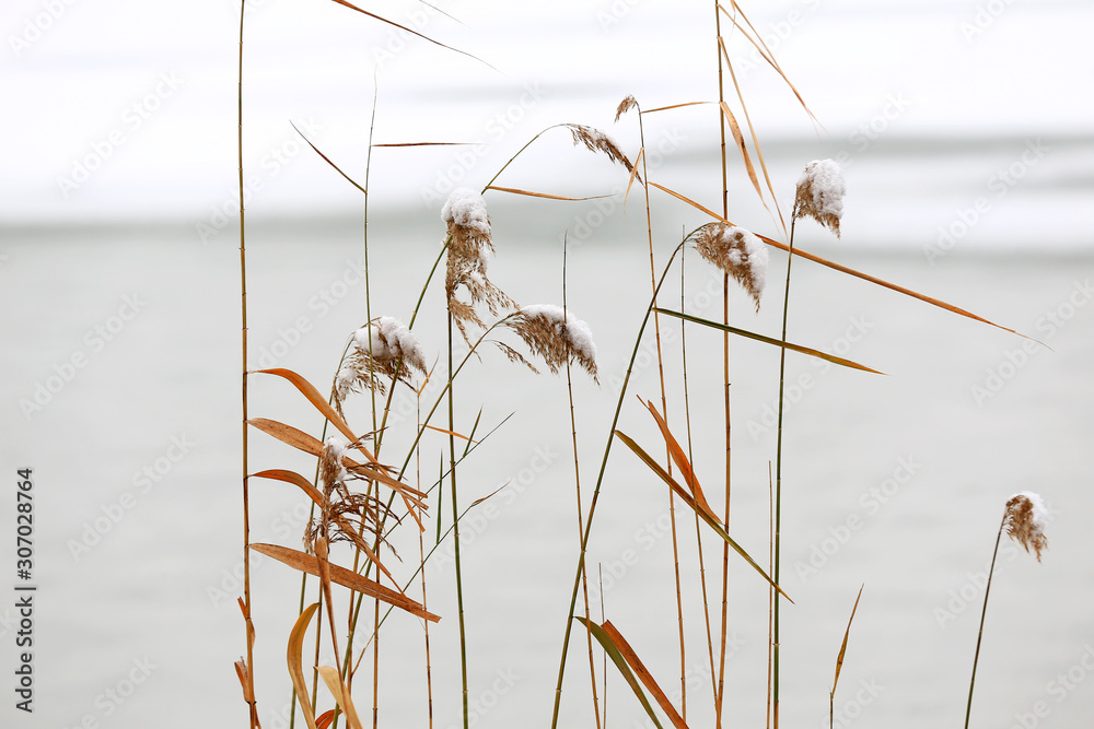 Obraz premium Snow-covered reeds, on the Banks of the park