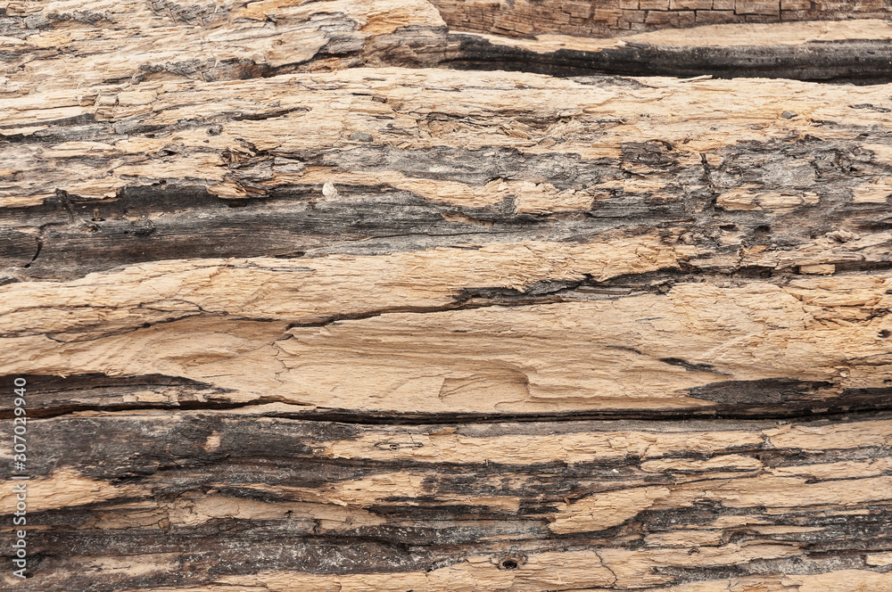 Wood texture. Wood surface. Texture of the old wood close-up. Wood texture. Wood surface. Texture of the old wood close-up.