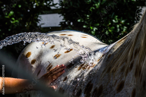 Bild auf Leinwand Appaloosa horse being washed with a hose