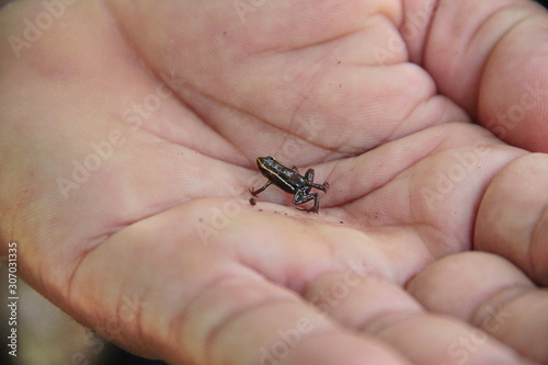 Photography Monte Iberia eleuth frog (Eleutherodactylus iberia), the smallest frog in the wo