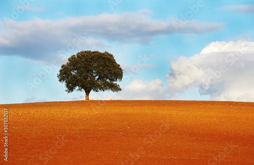 one tree in field of alentejo region photo