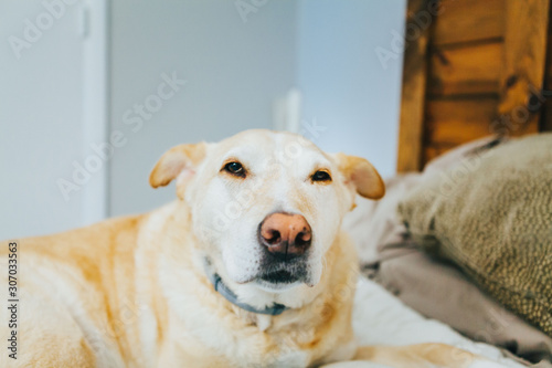 Portrait Of A Yellow Labrador Retriever In Bed