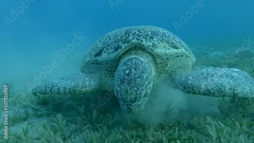 Front portrait of Green Sea Turtle eating seagrass in the surfzone, on the blue water background.  photo