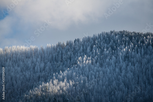 Beautiful winter landscape of a forest covered in snow and ice