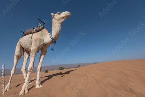 Camel in Sahara desert photo