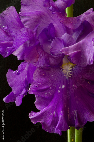 Purple iris closeup