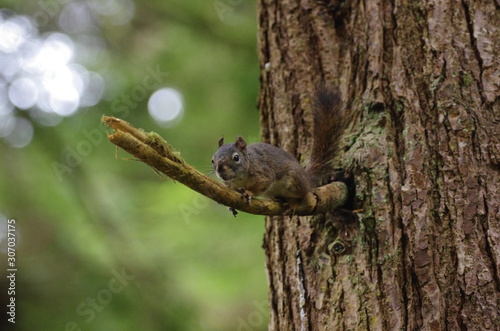 tofino squirrel