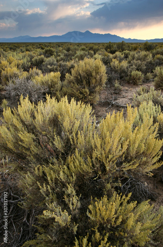 sagebrush