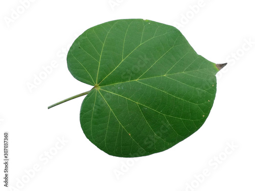 Green leaf or green leaves on white background. Hibiscus tiliaceus leaf Isolated on white background.