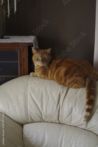 orange cat