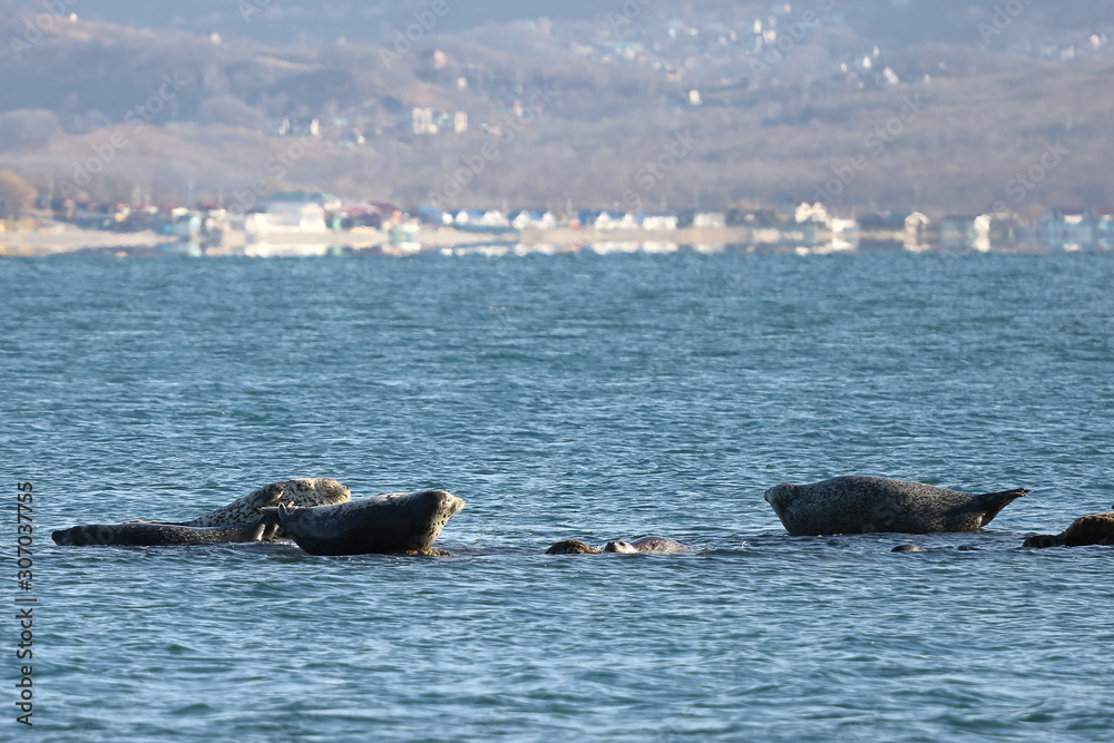 Obraz premium Seals (spotted seal, largha seal, Phoca largha) laying on the rocky reef in sea water in autumn sunset light on blurred background of settlement houses. Wild spotted seal sanctuary.