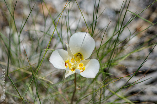 USA, Nevada, White Pine County, Great Basin National Park: Large white flower of Nuttall's mariposa lily (Calochortus nuttallii) also knows as sego lily.