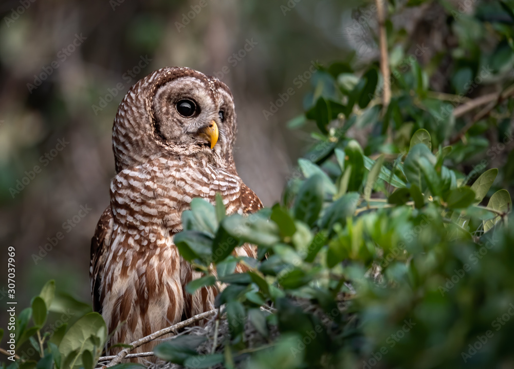 Barred owl in Florida  