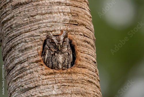 Eastern Screech Owl in Florida 