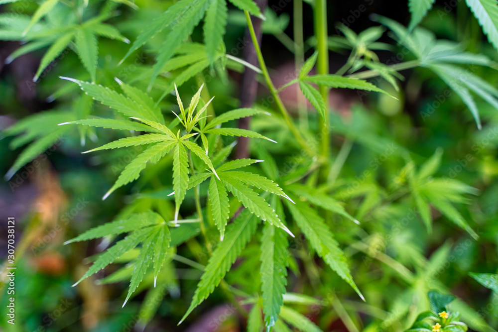 Cannabis commercial grow. It is a medicinal plant and is addictive. Cannabis commercial grow. It is a medicinal plant and is addictive.