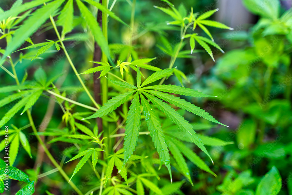 Cannabis commercial grow. It is a medicinal plant and is addictive. Cannabis commercial grow. It is a medicinal plant and is addictive.
