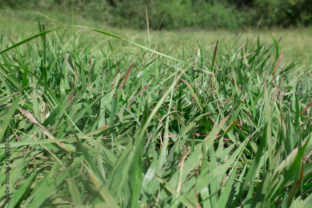 Obraz premium photograph of green grass growing in the meadow