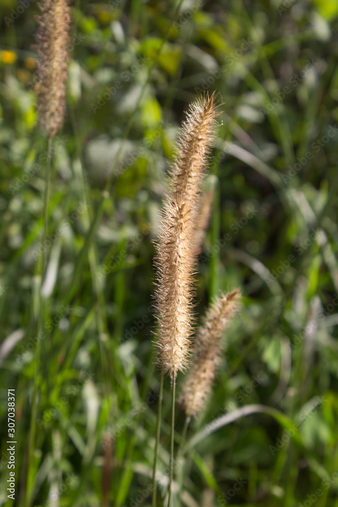 Mission Grass Cenchrus polystachios brown twigs with green background