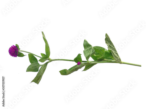 Tree with green leaves. The name of the plant is Globe amaranth or Gomphrena globosa. Purple flower with green leaf on white background.